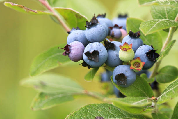 WILD BLUEBERRY